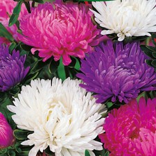 Giants Of California Aster