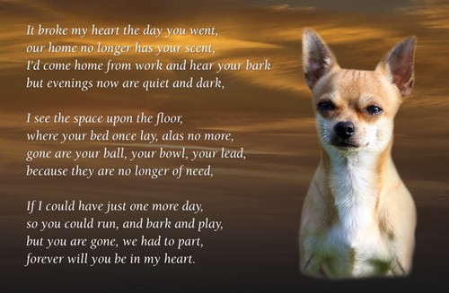 Chihuahua dog fridge magnet - fridge,