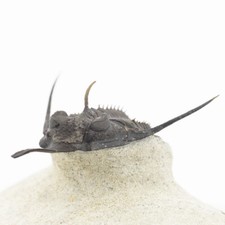 TRILOBITE Psychopyge elegans