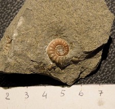 AMMONITI: Promicoceras