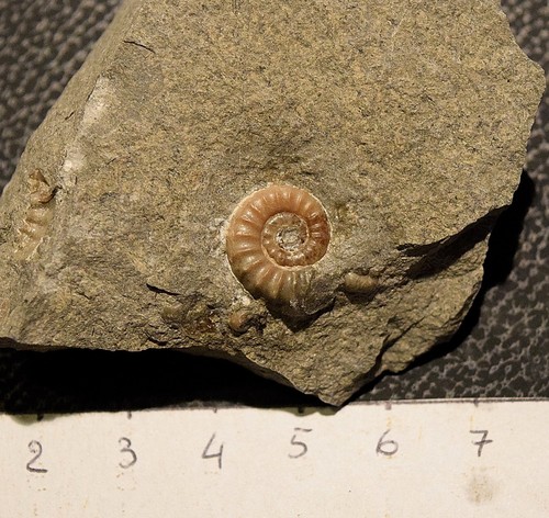 Ammoniti promicoceras - ammoniti:,