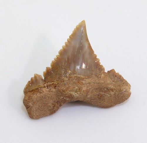Dente squalo - dente, di