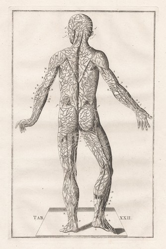 Scheletro umano muscoli - umano,