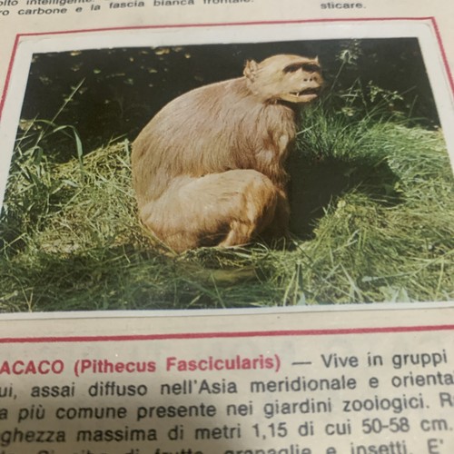 Figurina animali ed - figurina,