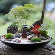  Mini statuine bonsai