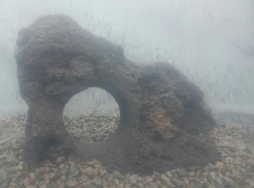 Pesci acquario drago - pesci,
