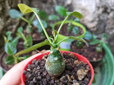 Dorstenia foetida, pianta