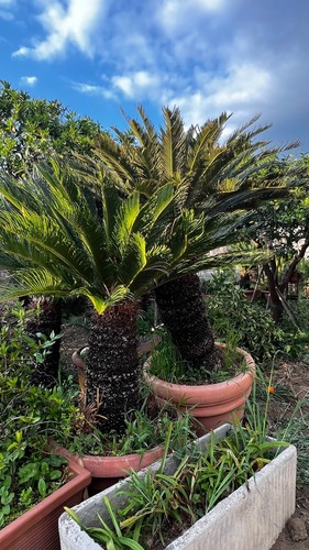 Vendo pianta cycas - -, eleganza