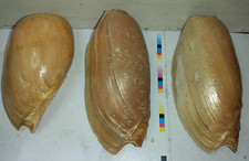 3 GRANDI CONCHIGLIE MELO - CYMBIUM COLORE CHIARO
