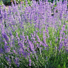 2,500 English Vera Lavender