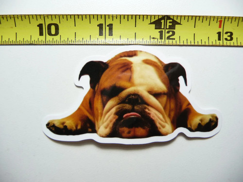 Bulldog inglese addormentato - inglese,