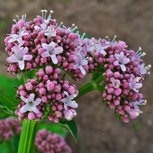 Valeriana officinalis 100