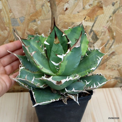 Agave titanota variegata vaso - agave,