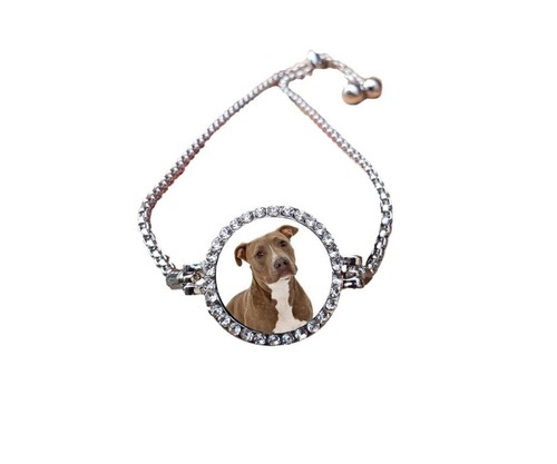 Pit bull dog - dog, pet