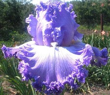 Iris TB, 'Super Model' (Thomas
