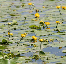 NINFEA GIALLA NANNUFARO Nuphar