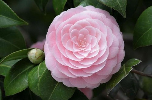 Camelia japonica vaso 18cm - vaso,