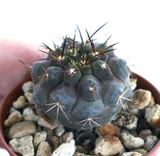 Copiapoa serpentisulcata X Copiapoa griseoviolacea BIG99 - Serpente-Copiapoa |