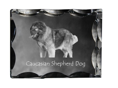 Cane pastore caucasico - cane,