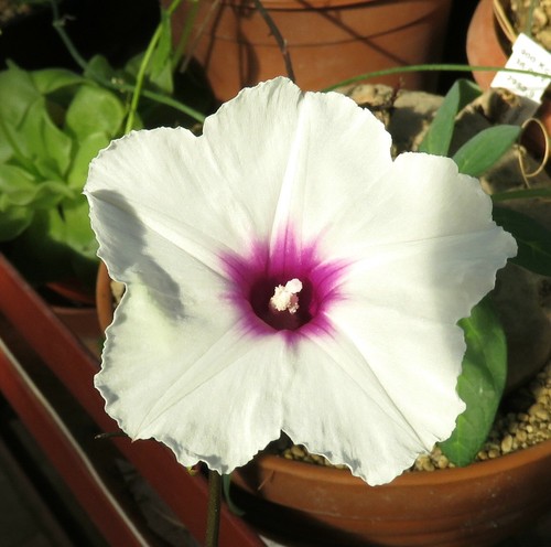 Pianta grassa fresca - grassa,