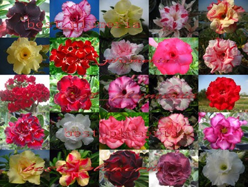 Nuovo adenium obesum - nuovo,