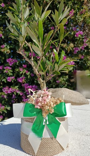 Pianta ulivo bonsai in - pianta,