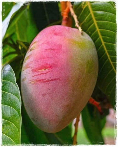 Pianta mango mangifera - mango,