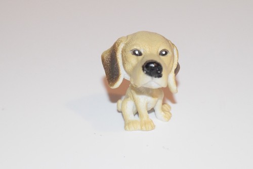 Little rhodesian ridgeback dog - ridgeback,