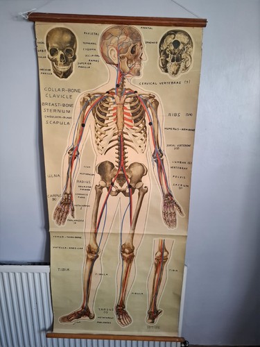 Vintage human anatomy body - vintage,