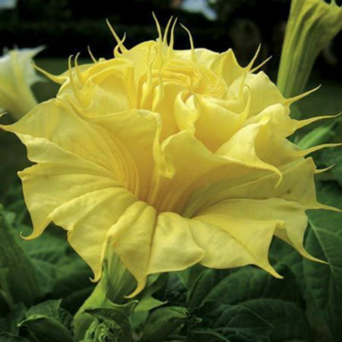 Datura metel golden queen - metel, /