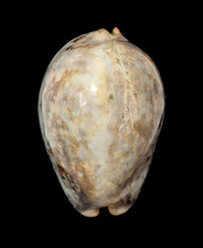 Conchiglia Shell CYPRAEA