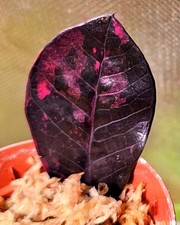 Zamioculcas Zamiifolia Black Raven Pink Variegata / completamente radicato G2