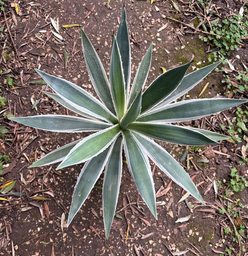 Agave angustifolia var - agave,