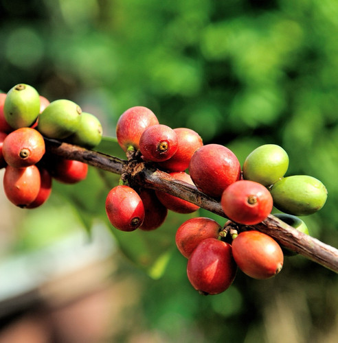 Semi caffè maragogipa 120 - di,