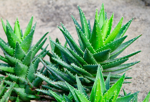 Aloe brevifolia nobilis - aloe, brevifolia,