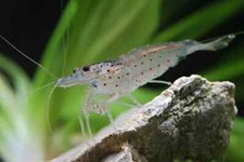 lotto 10 X CARIDINA