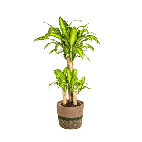 Albero del drago dracaena - drago,