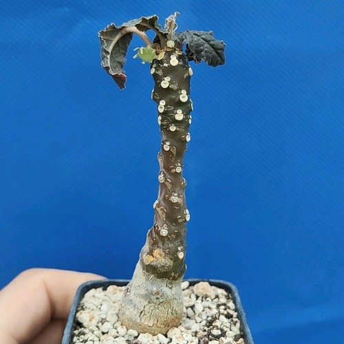 Dorstenia foetida caudex - dorstenia,