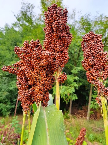 Miglio zucchero nerum boer - miglio,
