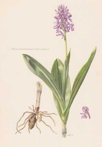 Elmo ragazzo orchis - ragazzo,