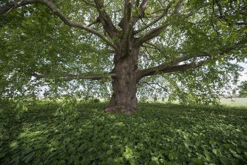Platanus orientalis platano - platanus,