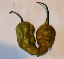 20 semi di Peperoncino Naga