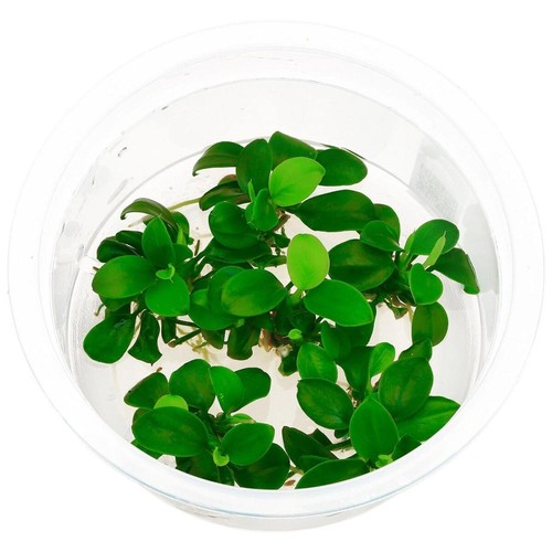 Anubias barteri petite in - barteri, "petite"