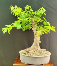 PRE BONSAI ESEMPLARE DI ACERO