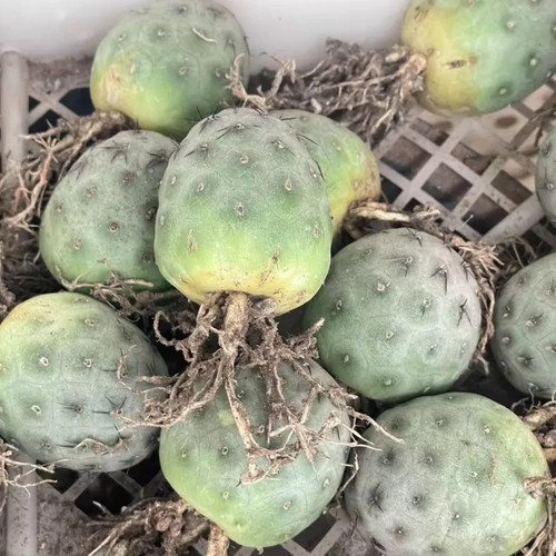 Pezzo cm cactus - 1, vivo