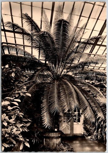 Cycas circinalis palm fern - palm,