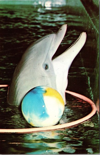 Cartolina shedd aquarium - cartolina,