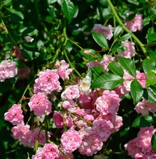 Rosa ad alto fusto la fata