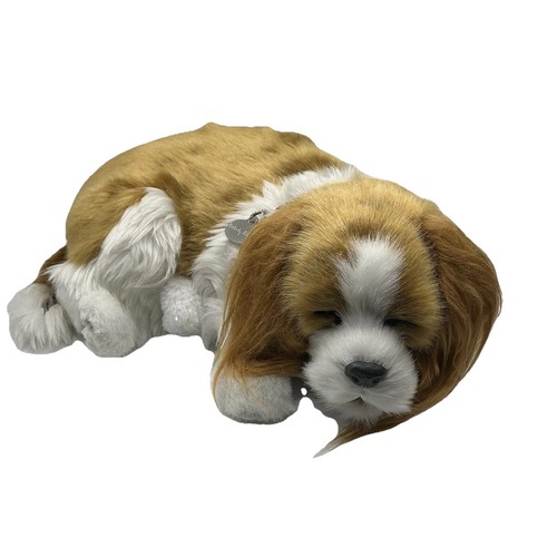 Perfetto petzzz cavalier king - petzzz,