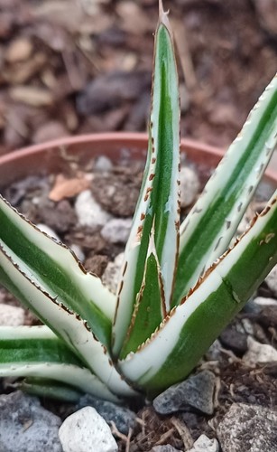 Agave victoriae reginae - agave, victoriae-reginae